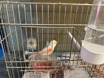 Canarino mosaico femmina