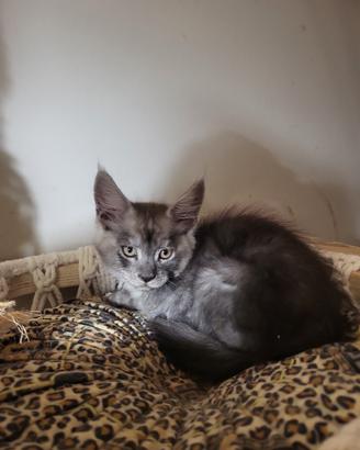 Cucciolo maine coon
