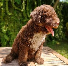Lagotto romagnolo
