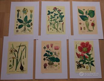 Stampe litografiche Piante Silvestri: 6 litoSei li