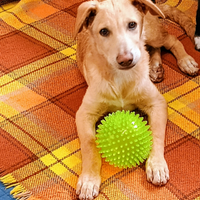 Cucciolo stupendo in adozione