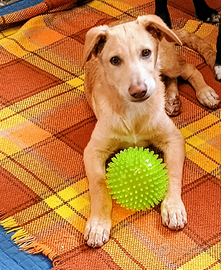 Cucciolo stupendo in adozione