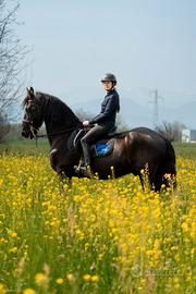 Castrone frisone per sella e carrozza