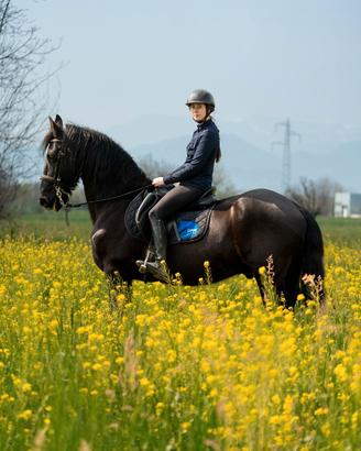 Castrone frisone per sella e carrozza
