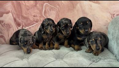 Disponibili splendidi cuccioli di bassotto