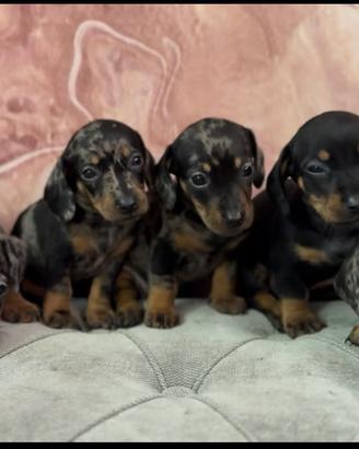 Disponibili splendidi cuccioli di bassotto