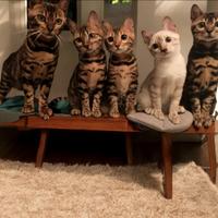 Cuccioli gatto Bengala