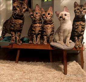 Cuccioli gatto Bengala