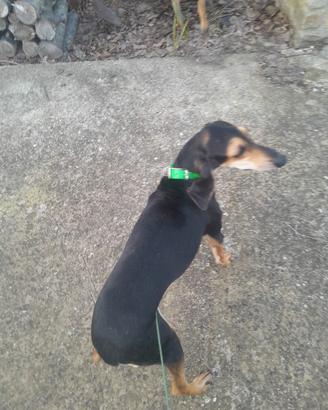 Segugi italiani pelo raso