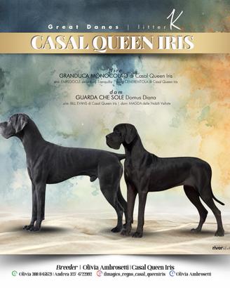 Cuccioli Alano nero e blu