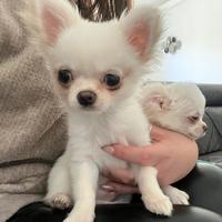 Chihuahua