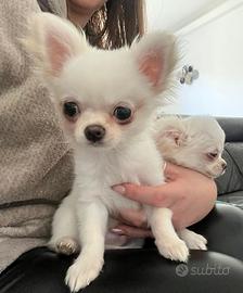 Chihuahua