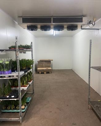 Cella frigorifera positiva per fiori recisi
