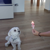 Maltese accoppiamento