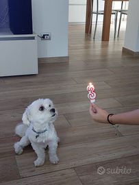 Maltese accoppiamento