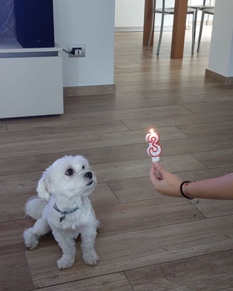 Maltese accoppiamento
