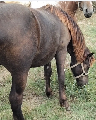 Bardigiano