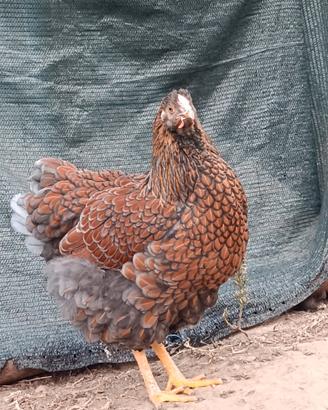 Galline wyandotte