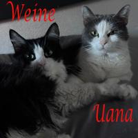 WEINE e UANA, adorabili mici da adottare