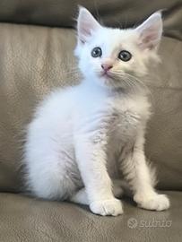 Gattina pelo lungo