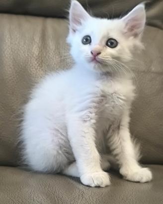 Gattina pelo lungo