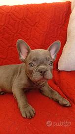 bulldog francese cuccioli