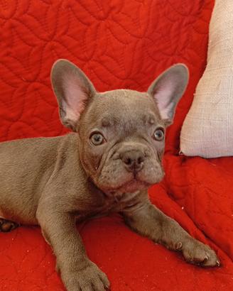 bulldog francese cuccioli