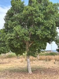 Albero di Ficus benjamin alti 5 metri