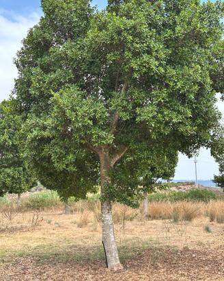 Albero di Ficus benjamin alti 5 metri