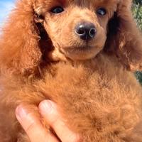 Cuccioli barboncino nano rosso