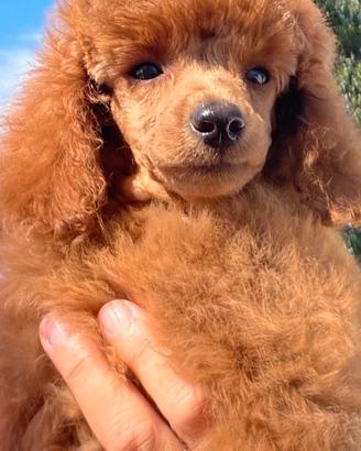 Cuccioli barboncino nano rosso