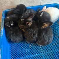 Cuccioli di coniglio