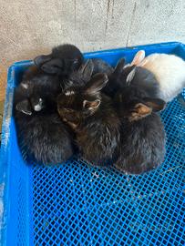 Cuccioli di coniglio