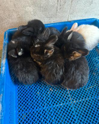 Cuccioli di coniglio