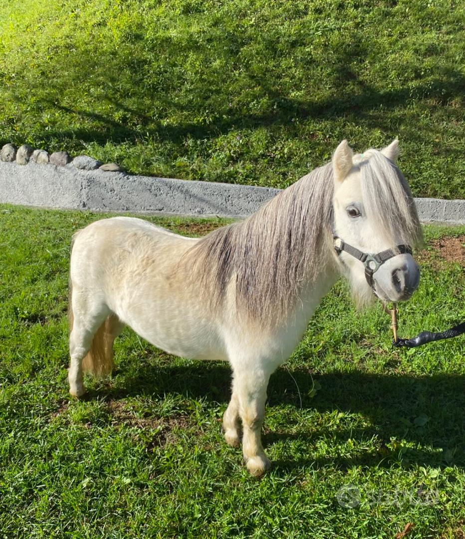 Mini pony maschio - Animali In vendita a Brescia
