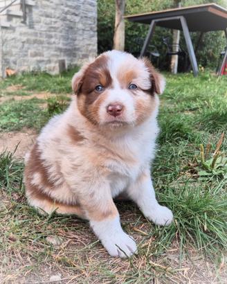 Cuccioli Australian Shepherd - Pastore Australiano