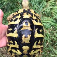 Tartarughe di terra hermanni
