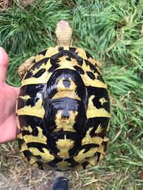 Tartarughe di terra hermanni