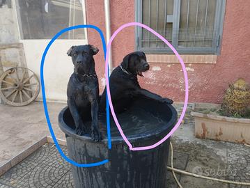 Cuccioli di cane corso genitori visibili