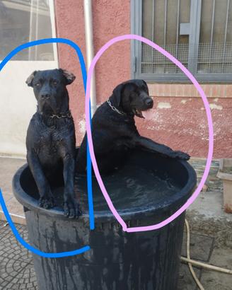 Cuccioli di cane corso genitori visibili