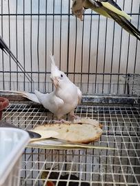 Calopsiti