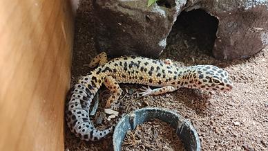 Geco leopardino