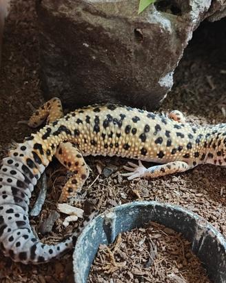 Geco leopardino