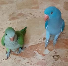 Pappagalli collare parrocchetto e monaco insieme