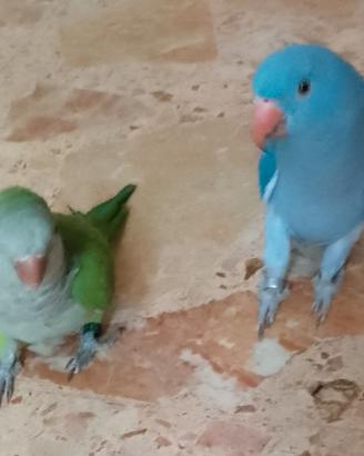 Pappagalli collare parrocchetto e monaco insieme