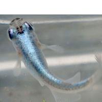 Medaka blue pesce del riso