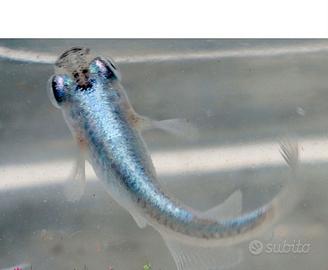 Medaka blue pesce del riso