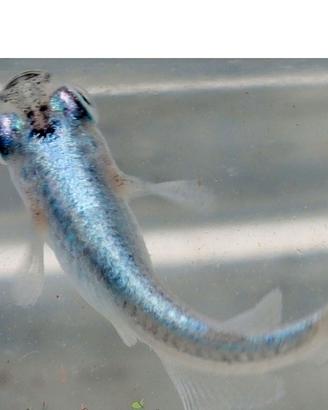 Medaka blue pesce del riso