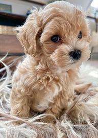 Maltipoo mini toy