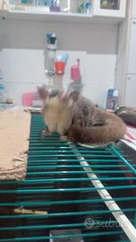 Coppia Petauro dello zucchero dell'Australia